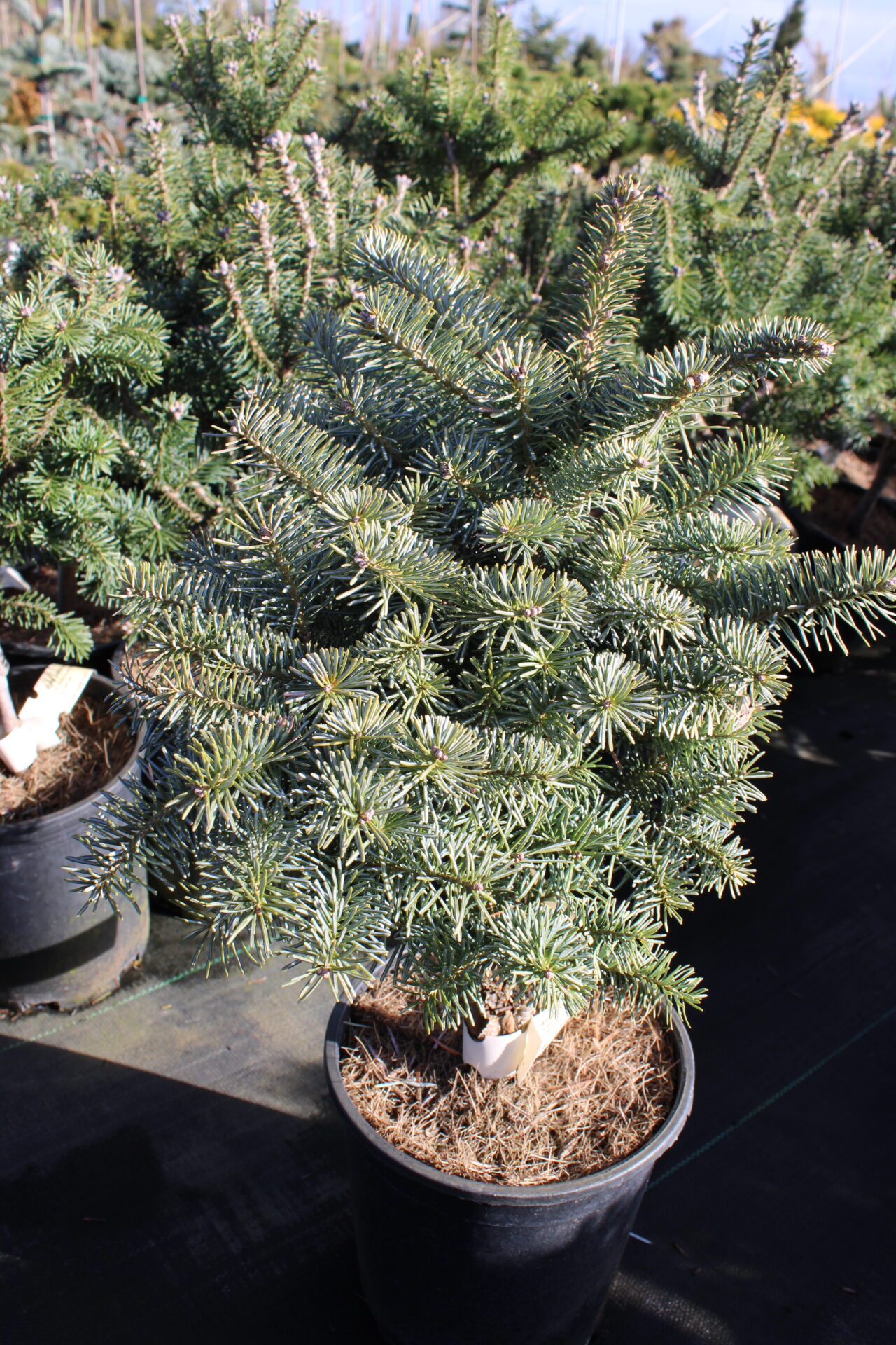 NOBU様専用 レア品種 abies koreana lasiocarpa 【公式通販】 NOBU様専用 レア品種 abies koreana lasiocarpa 【公式通販】
